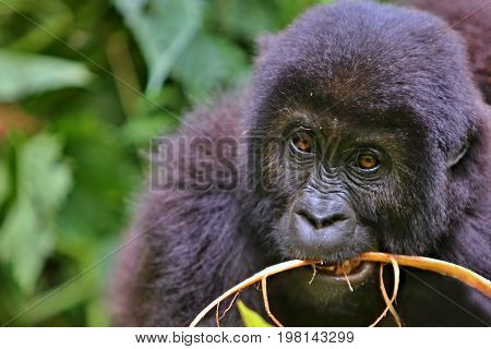 Endangered eastern gorilla in the beauty of african jungle, silverback and family, Gorilla beringei, Democratic Republic of Congo, rare african wildlife