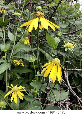 Yellow Coneflower or Ratabida Pinnata growing in a Wisconsin wilderness area