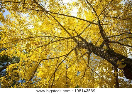 Fall Season With Beautiful Maple Color At Nara Park, Japan