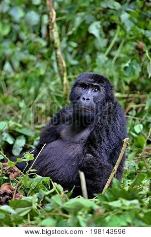 Endangered eastern gorilla in the beauty of african jungle, silverback and family, Gorilla beringei, Democratic Republic of Congo, rare african wildlife
