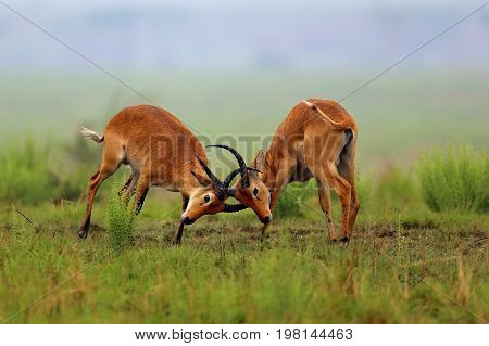 Kobe antelopes is fighting on the african grassland, pure wild africa, african wildlife, males fight