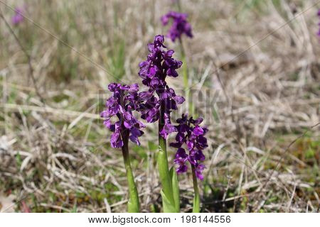 Wild orchids in the meadow , Anacamptis morio