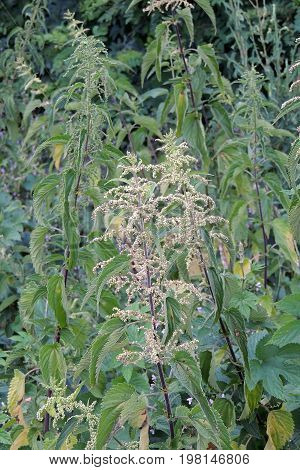 Growing green nettle close- up. Natural background.