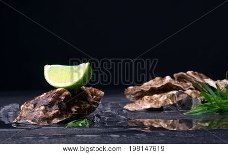 Big juicy oysters pile with a lime segment on top. Fresh sea mollusks full of nutrients on a black background. Close seashells with bright tarragon and citrus fruit. Delicious and expensive food.