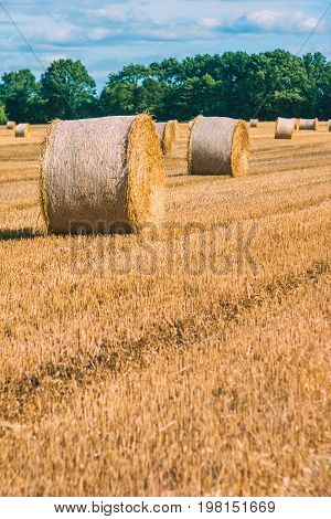 Hay bails harvesting in golden field landscape. Some green trees in background. Vertical shot.