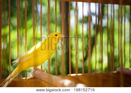 Close-up picture of a yellow bird in a bird cage on the natural background. The big cage with a beautiful bird in the green park on the blurred background. The cute bird in captivity.