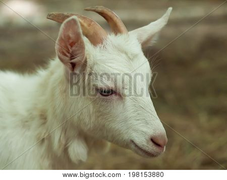 Young white goat. Close up portrait. Farm animals.