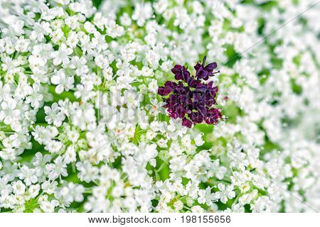 Detail of white blooming flowers. Macro photography