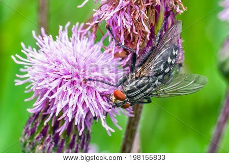 insect - fly on vilet flower. Macro photography