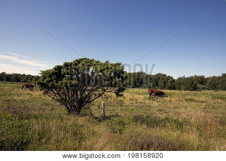 Typical rural landscape with one tree and cows Laesoe Island in Kattegat sea Denmark.