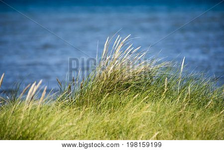Close-up view of grasses with water background Laesoe Island in Kattegat sea Denmark.