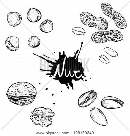 Hand drawn monochrome vector illustration of walnuts, hazelnuts, pistachios, peanuts. sketch. Vector eps 8.