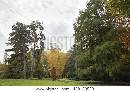 Two hundred years old tree in the park in the fall