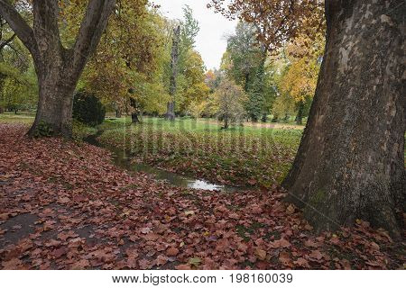 Small creek in the park with rare old trees