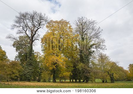 Three tree in th park in the fall with foliage on the ground