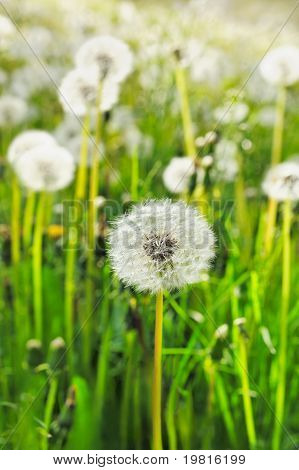 Löwenzahn auf einer Wiese
