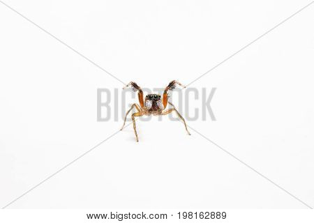 The tiny Jumping Spider on white background