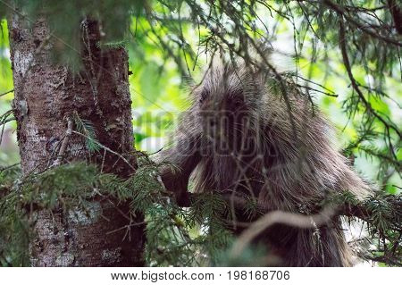 Porcupine On A Tree In Juneau Alaska
