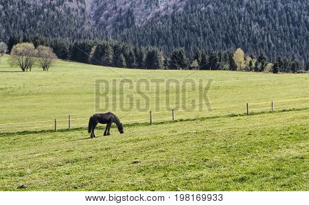 Black horse on spring pasture at Slovakia