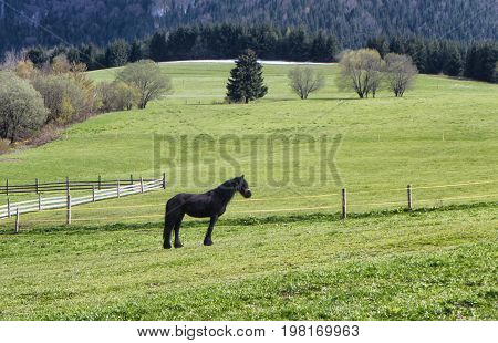 Black horse on spring pasture at Slovakia