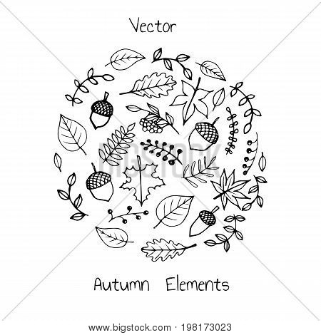 Vector hand drawn set of autumn elements: foliage berries and acorns. Maple sycamore birch beech and oak tree leaves. For your design.