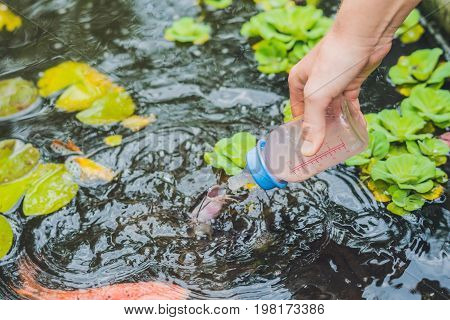 Feeding fishes from baby bottles. Koi carps.