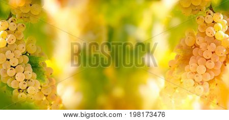 Seasonal, autumn fruit - grape Riesling (wine grape) on grapevine in vineyard - on grapevine