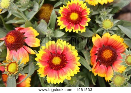 Gaillardia Aristata