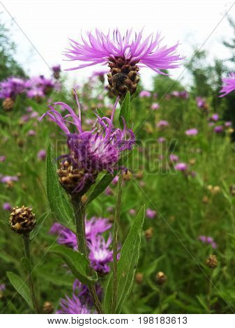 Flower Centaurea carpatica in a field on a Sunny summer day.