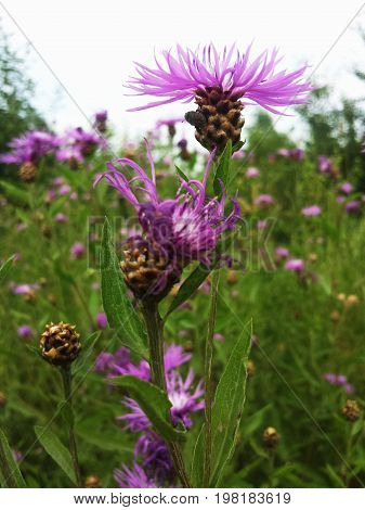 Flower Centaurea carpatica in a field on a Sunny summer day.