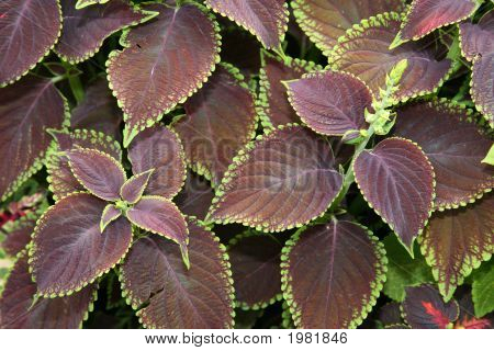 Coleus Blumei