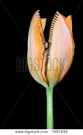 Uitpakken van een tulp