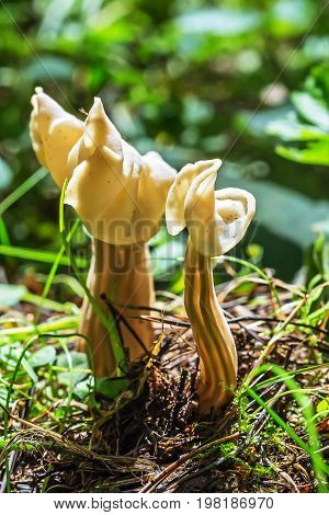 Inedible mushroom Lopatnik curly curly Helvella ( lat. Helvella crispa ). Berdsk Novosibirsk oblast Siberia Russia August