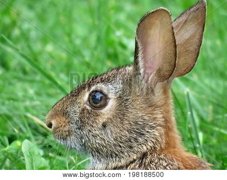 Portrait of eastern cottontail rabbit in forest of Thornhill Canada August 2 2017