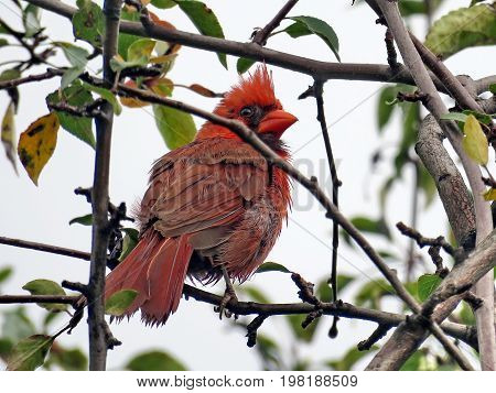 Red Cardinal in forest of Thornhill Canada August 2 2017