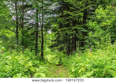 Road going through beautiful forest with giant spuces and pines and lush folliage in front