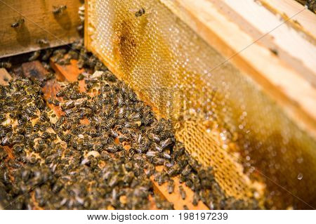 Many bees in an open hive in the hive half of the frames with honeycombs and honey are removed