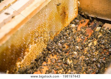 Many bees in an open hive in the hive half of the frames with honeycombs and honey are removed