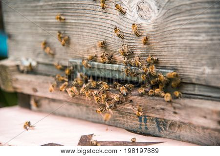 Hives in the apiary with bees flying on the landing boards. A close-up. The bees creep into the hive