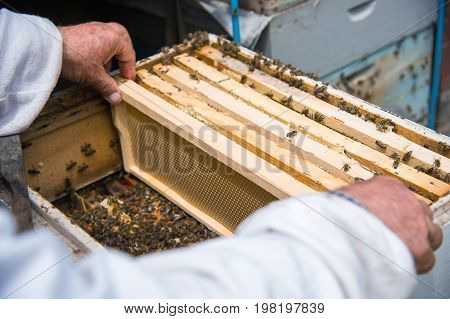 The beekeeper keeps a frame with honey sealed with wax on which bees sit