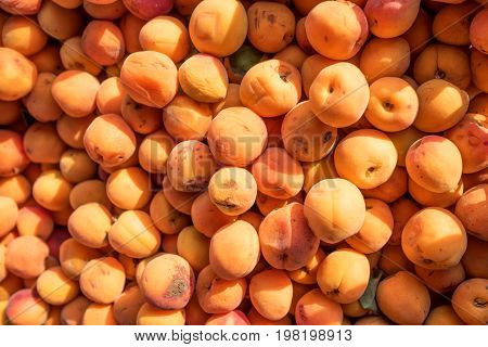 Fresh natural wild apricot in box on the agricultural food market