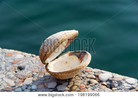Sea clams fasolara or warty venus. Isolated photo of shell.