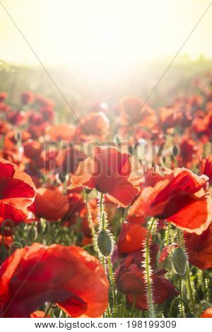 Beautiful poppies back lit by the setting sun in a Dorset field near Blandford Forum