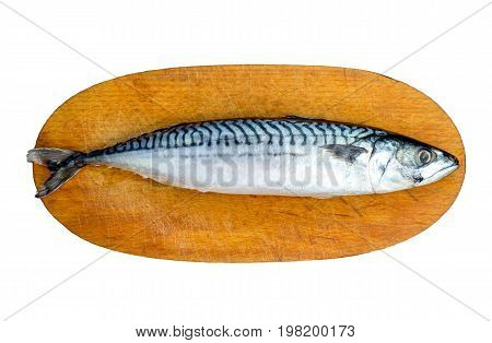 Fresh Mackerel Fish Scomber scrombrus on Wooden Chopping Block Board. Fresh Mackerel Isolated