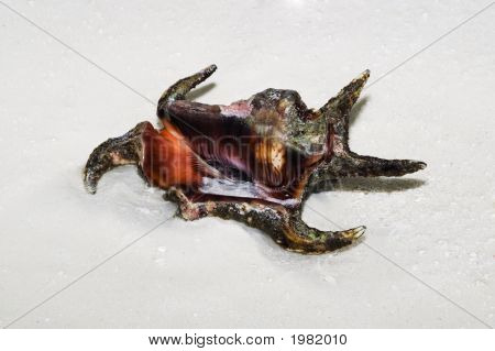 Scorpione Spider Shell (Lambis Scorpius)