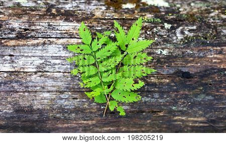 Green fern leaf on wooden old background