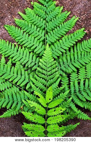 Green fern leaf on ground background close up