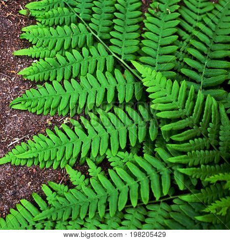 Green fern leaf on ground background close up