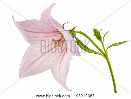 Rose flower of Platycodon (Platycodon grandiflorus) or bellflowers isolated on white background