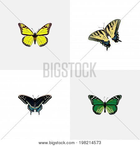 Realistic Morpho Hecuba, Archippus, Checkerspot And Other Vector Elements